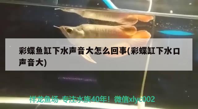 彩蝶鱼缸下水声音大怎么回事(彩蝶缸下水口声音大) 非洲金鼓鱼