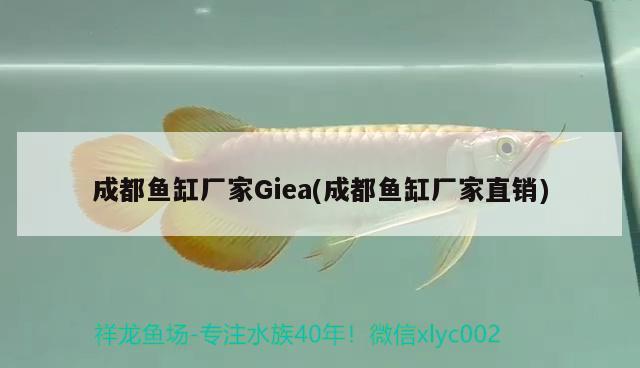 成都鱼缸厂家Giea(成都鱼缸厂家直销) 红白锦鲤鱼