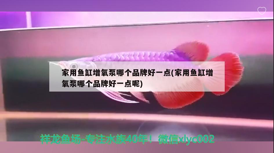 家用鱼缸增氧泵哪个品牌好一点(家用鱼缸增氧泵哪个品牌好一点呢) 斑马鸭嘴鱼苗