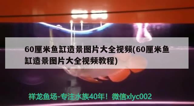 60厘米鱼缸造景图片大全视频(60厘米鱼缸造景图片大全视频教程)