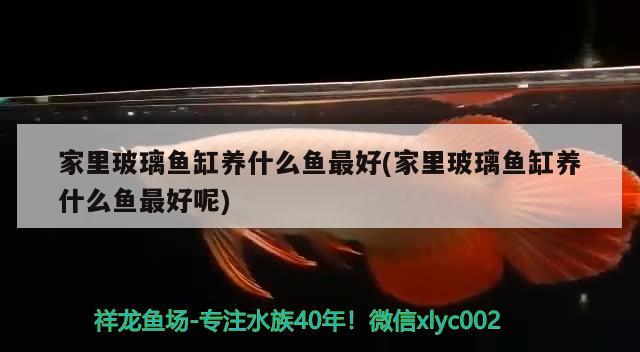 家里玻璃鱼缸养什么鱼最好(家里玻璃鱼缸养什么鱼最好呢) 广州水族批发市场