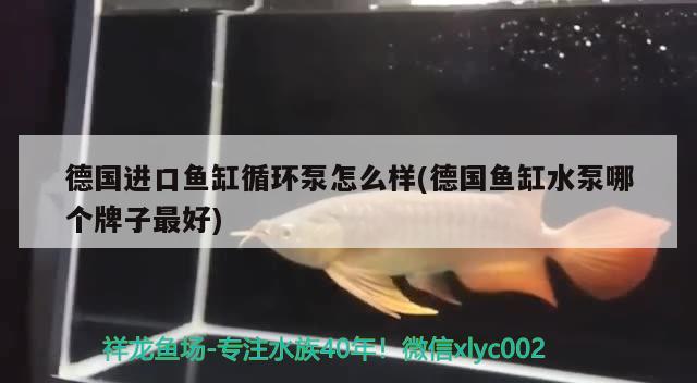 德国进口鱼缸循环泵怎么样(德国鱼缸水泵哪个牌子最好) 鱼缸水泵