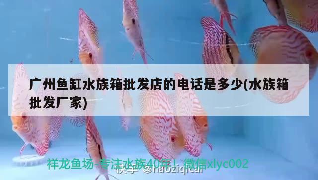 广州鱼缸水族箱批发店的电话是多少(水族箱批发厂家)