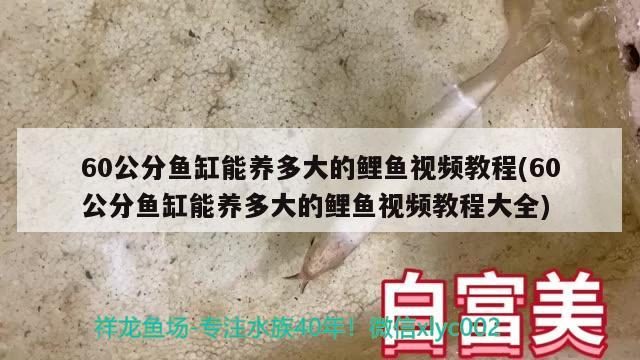 60公分鱼缸能养多大的鲤鱼视频教程(60公分鱼缸能养多大的鲤鱼视频教程大全) 祥龙金禾金龙鱼 第2张