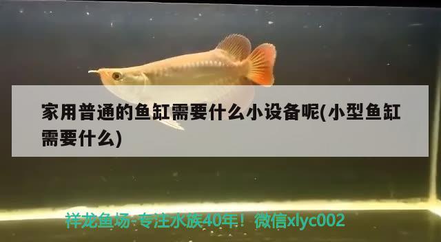 家用普通的鱼缸需要什么小设备呢(小型鱼缸需要什么)