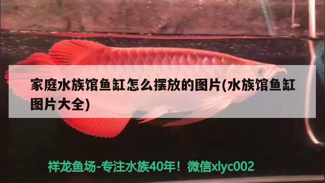 家庭水族馆鱼缸怎么摆放的图片(水族馆鱼缸图片大全)