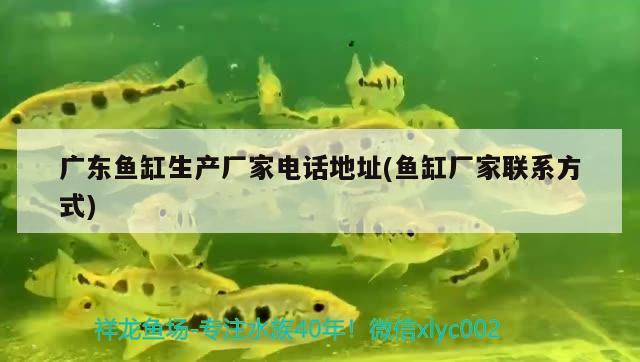 广东鱼缸生产厂家电话地址(鱼缸厂家联系方式) 胭脂孔雀龙鱼