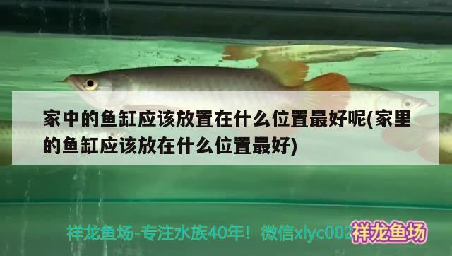 家中的鱼缸应该放置在什么位置最好呢(家里的鱼缸应该放在什么位置最好)