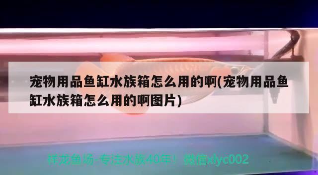 宠物用品鱼缸水族箱怎么用的啊(宠物用品鱼缸水族箱怎么用的啊图片)