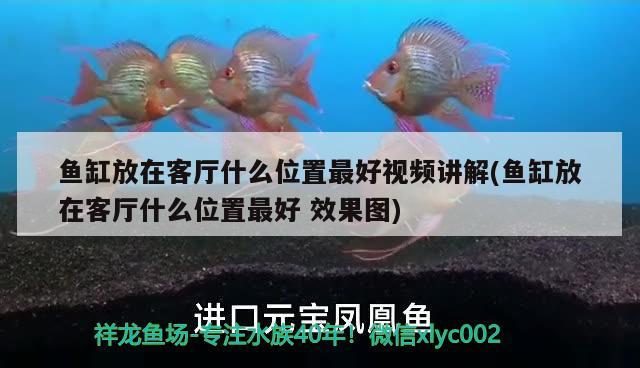 鱼缸放在客厅什么位置最好视频讲解(鱼缸放在客厅什么位置最好效果图) 稀有红龙品种 第2张