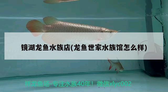 镜湖龙鱼水族店(龙鱼世家水族馆怎么样) 广州观赏鱼鱼苗批发市场