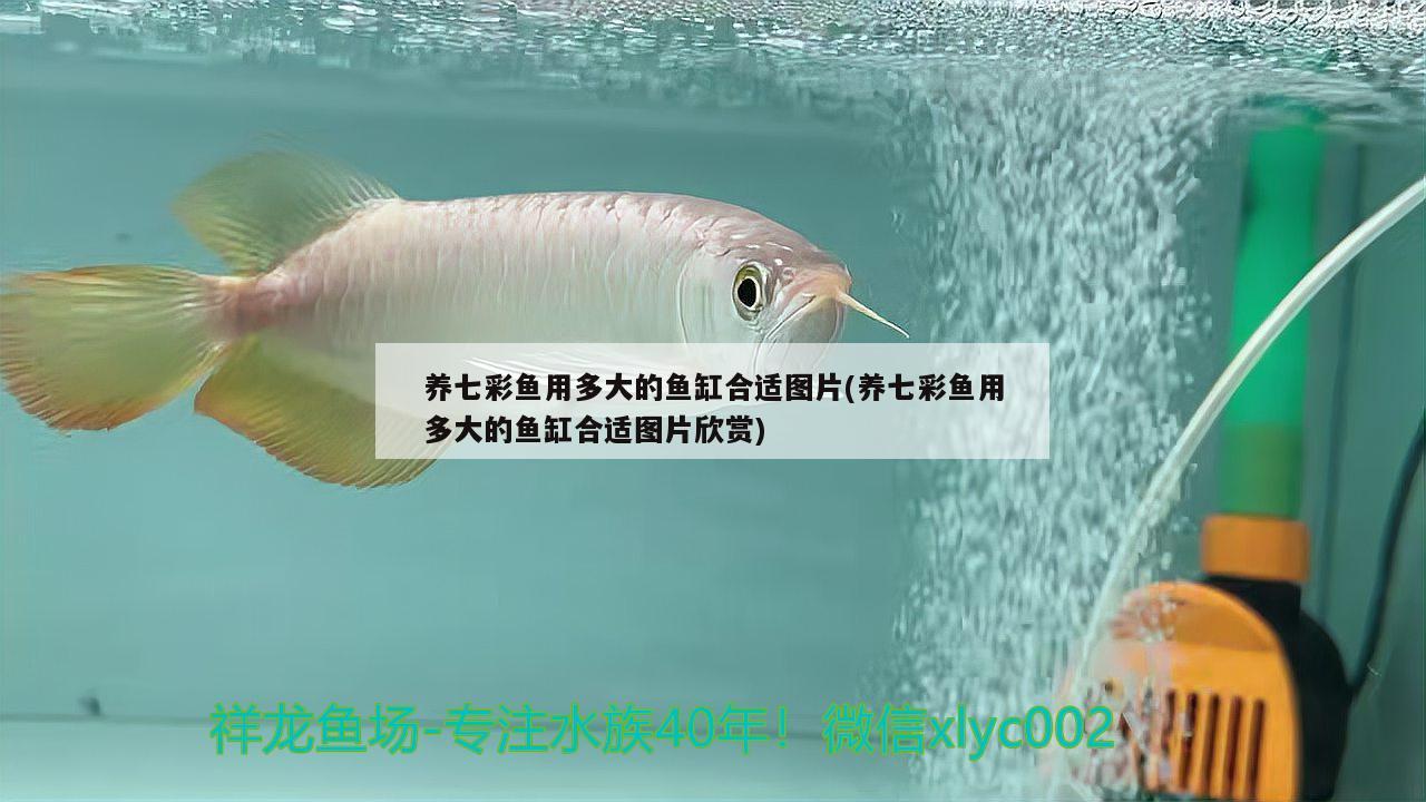 养七彩鱼用多大的鱼缸合适图片(养七彩鱼用多大的鱼缸合适图片欣赏) 肺鱼