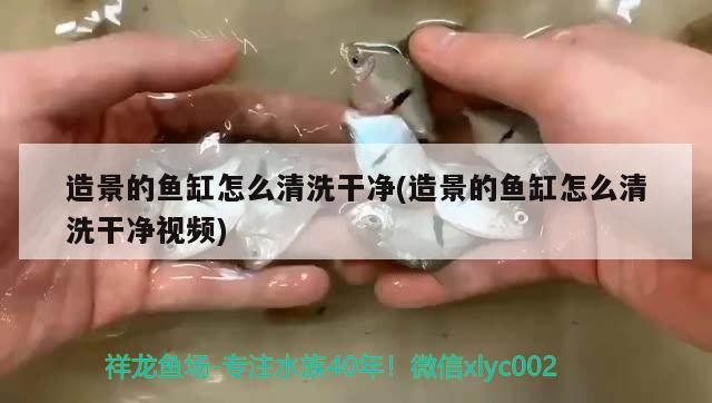 造景的鱼缸怎么清洗干净(造景的鱼缸怎么清洗干净视频) 黑帝王魟鱼