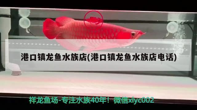 港口镇龙鱼水族店(港口镇龙鱼水族店电话) 白子金龙鱼