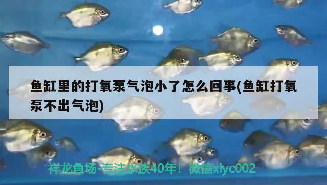 鱼缸里的打氧泵气泡小了怎么回事(鱼缸打氧泵不出气泡) 双线侧鱼