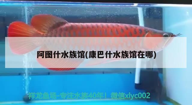 阿图什水族馆(康巴什水族馆在哪) 祥龙鱼场其他产品