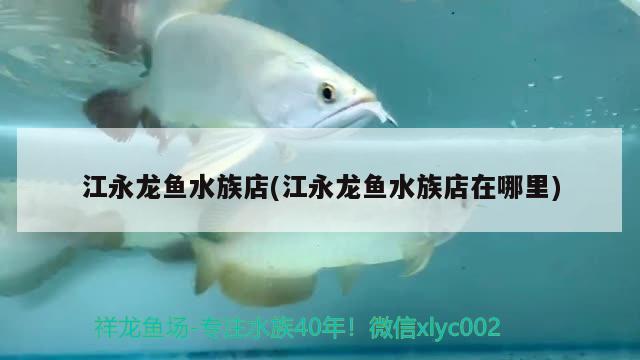 江永龙鱼水族店(江永龙鱼水族店在哪里) 彩鲽鱼缸（彩蝶鱼缸）