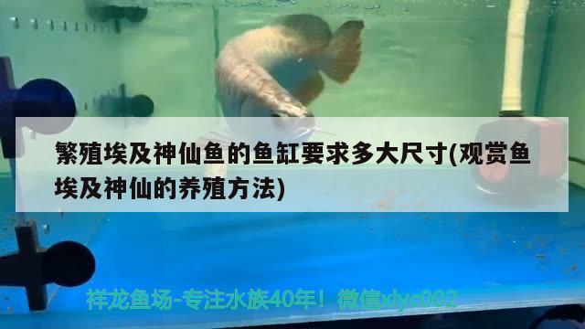 繁殖埃及神仙鱼的鱼缸要求多大尺寸(观赏鱼埃及神仙的养殖方法)