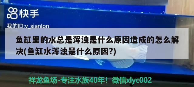 鱼缸里的水总是浑浊是什么原因造成的怎么解决(鱼缸水浑浊是什么原因?)