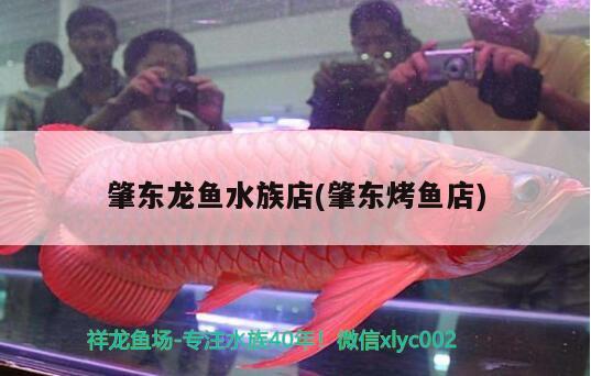 肇东龙鱼水族店(肇东烤鱼店) 胭脂孔雀龙鱼