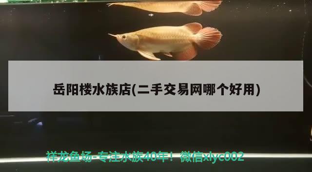 岳阳楼水族店(二手交易网哪个好用) 白子关刀鱼