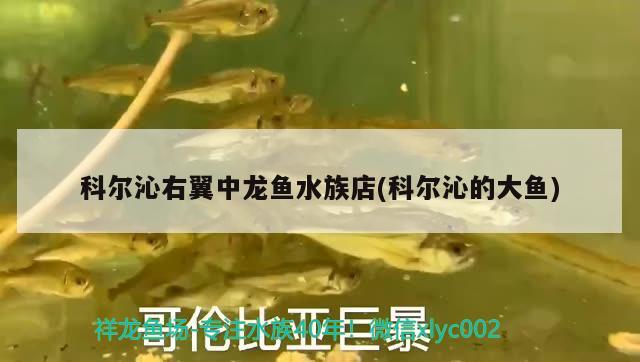 科尔沁右翼中龙鱼水族店(科尔沁的大鱼) 大湖红龙鱼