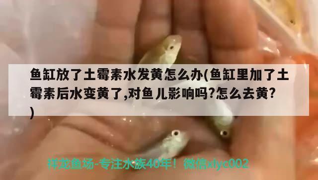 鱼缸放了土霉素水发黄怎么办(鱼缸里加了土霉素后水变黄了,对鱼儿影响吗?怎么去黄?)