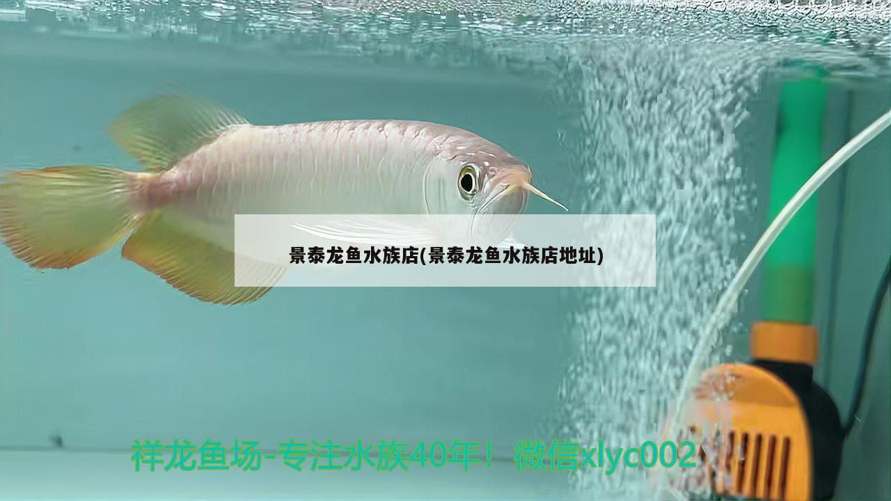 景泰龙鱼水族店(景泰龙鱼水族店地址) 丹顶锦鲤鱼