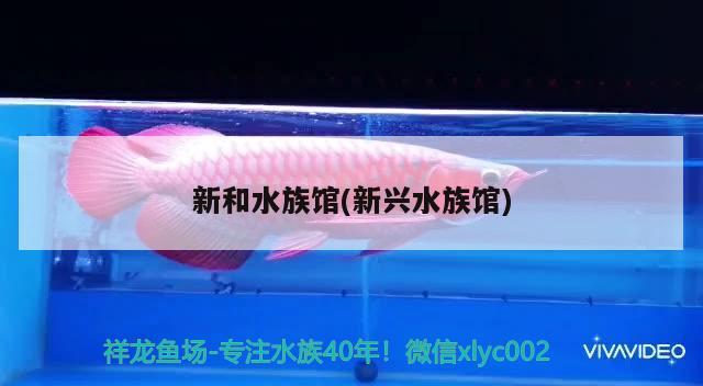 新和水族馆(新兴水族馆) 大湖红龙鱼