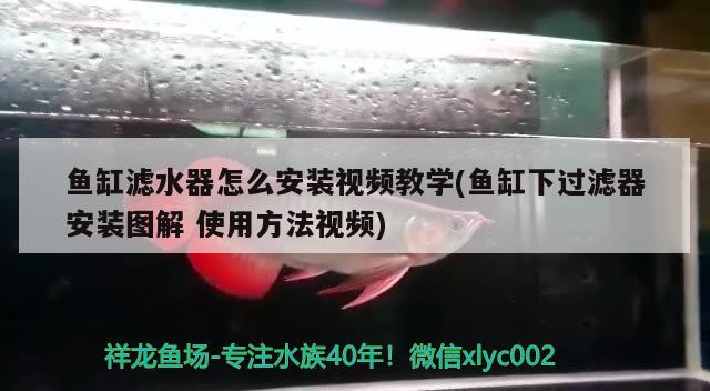 鱼缸滤水器怎么安装视频教学(鱼缸下过滤器安装图解使用方法视频) 观赏鱼鱼苗