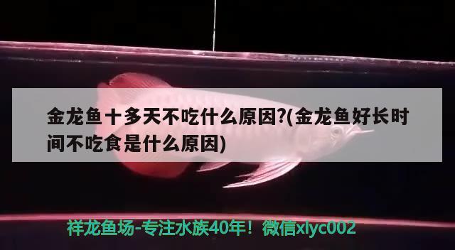 金龙鱼十多天不吃什么原因?(金龙鱼好长时间不吃食是什么原因) 黄金招财猫鱼