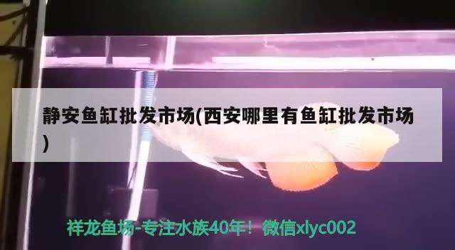 静安鱼缸批发市场(西安哪里有鱼缸批发市场) 广州观赏鱼批发市场