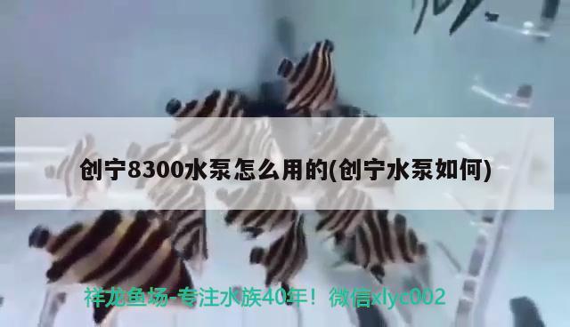 创宁8300水泵怎么用的(创宁水泵如何)