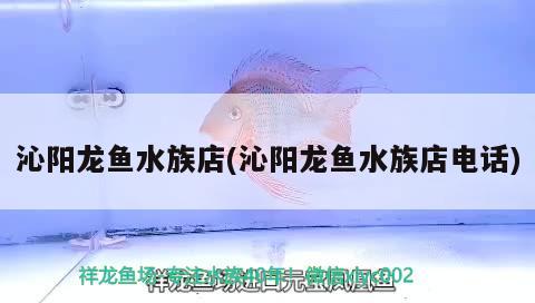 沁阳龙鱼水族店(沁阳龙鱼水族店电话) 超血红龙鱼