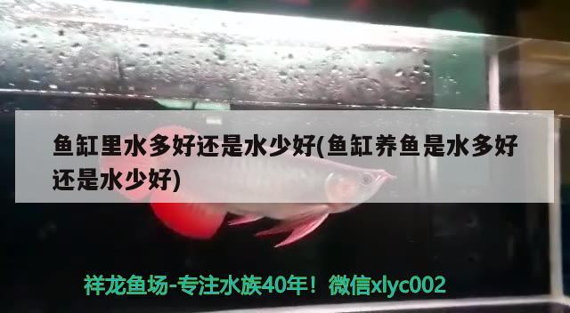 鱼缸里水多好还是水少好(鱼缸养鱼是水多好还是水少好) 圣菲埃及鱼