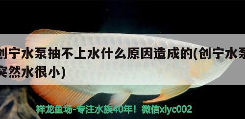 创宁水泵抽不上水什么原因造成的(创宁水泵突然水很小) 创宁水族