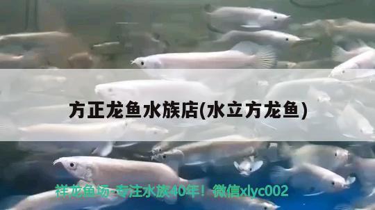 方正龙鱼水族店(水立方龙鱼) 红眼黄化幽灵火箭鱼|皇家火箭鱼 第2张