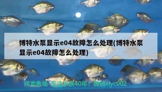 博特水泵显示e04故障怎么处理(博特水泵显示e04故障怎么处理) 博特水族