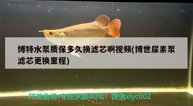 博特水泵质保多久换滤芯啊视频(博世尿素泵滤芯更换里程)