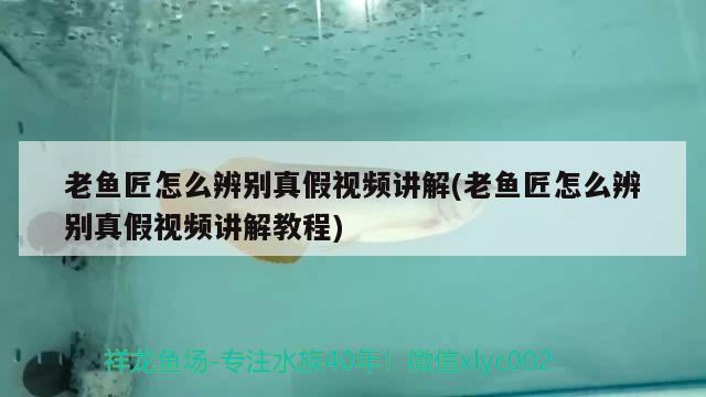 老鱼匠怎么辨别真假视频讲解(老鱼匠怎么辨别真假视频讲解教程) 老鱼匠