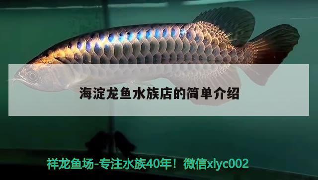 海淀龙鱼水族店的简单介绍 粗线银版鱼