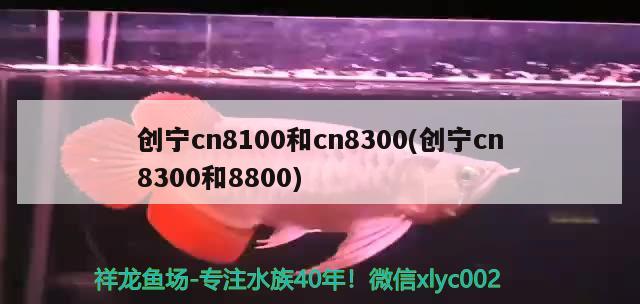 创宁cn8100和cn8300(创宁cn8300和8800)