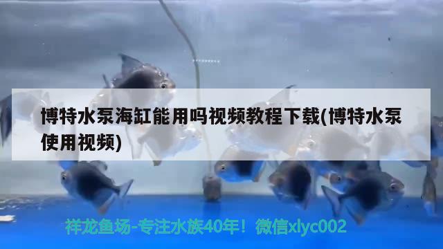 博特水泵海缸能用吗视频教程下载(博特水泵使用视频) 博特水族