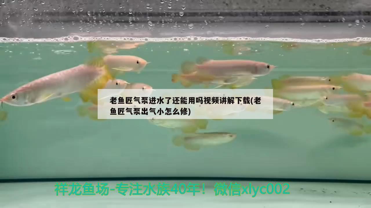 老鱼匠气泵进水了还能用吗视频讲解下载(老鱼匠气泵出气小怎么修) 老鱼匠