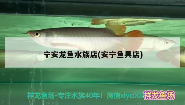 宁安龙鱼水族店(安宁鱼具店)