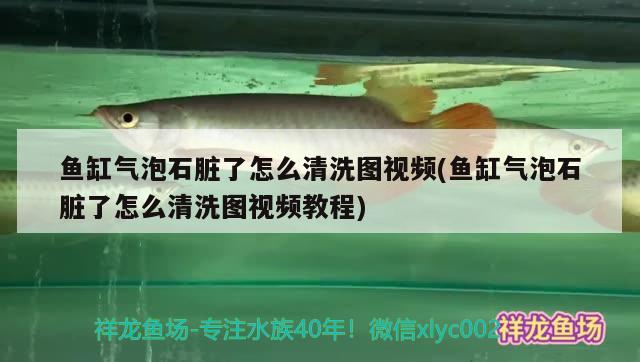 鱼缸气泡石脏了怎么清洗图视频(鱼缸气泡石脏了怎么清洗图视频教程) 观赏鱼饲料