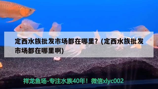 定西水族批发市场都在哪里？(定西水族批发市场都在哪里啊)