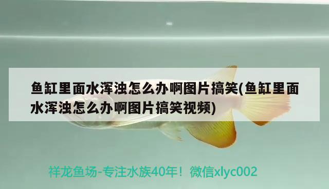 鱼缸里面水浑浊怎么办啊图片搞笑(鱼缸里面水浑浊怎么办啊图片搞笑视频)