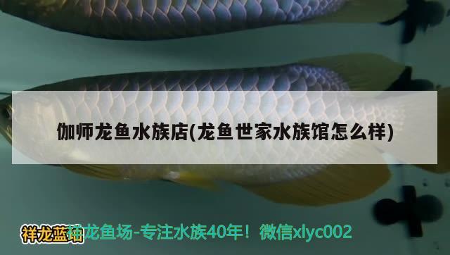 伽师龙鱼水族店(龙鱼世家水族馆怎么样) 红勾银版鱼