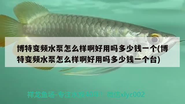 博特变频水泵怎么样啊好用吗多少钱一个(博特变频水泵怎么样啊好用吗多少钱一个台)